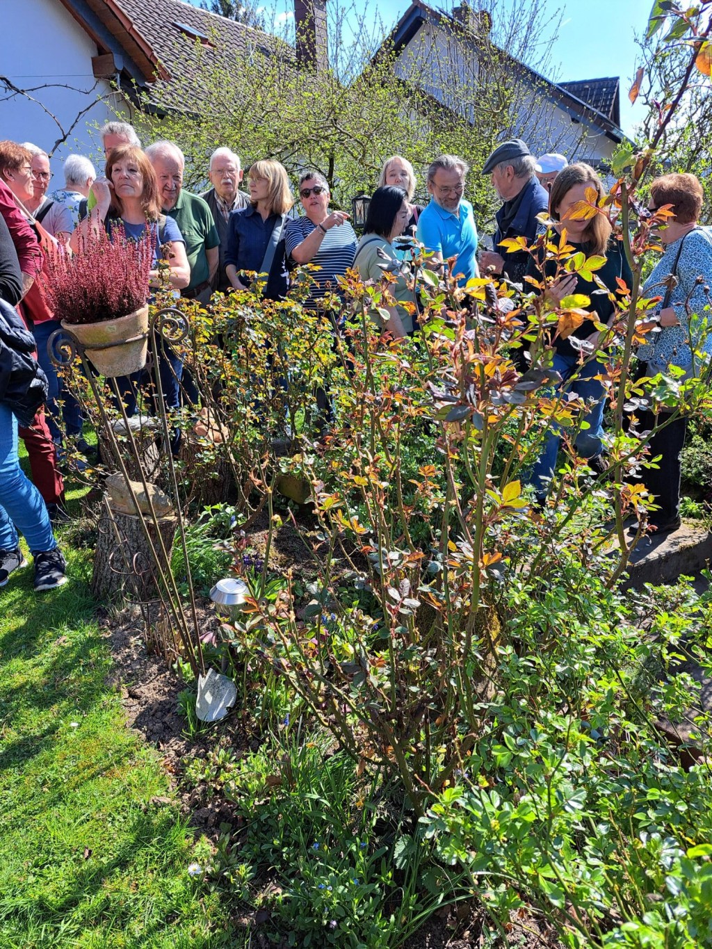 Rosenschnitt in Lanzingen